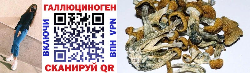 Галлюциногенные грибы Psilocybine cubensis  купить закладку  Белая Холуница 